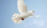 HÒA BÌNH THEO KINH THÁNH