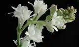 Giáo Huấn Của Thánh Giáo Hoàng Gioan Phaolô II Về Đời Thánh Hiến – ĐỨC KHIẾT TỊNH THÁNH HIẾN TRONG MỐI HIỆP NHẤT PHU THÊ GIỮA ĐỨC KITÔ VÀ HỘI THÁNH